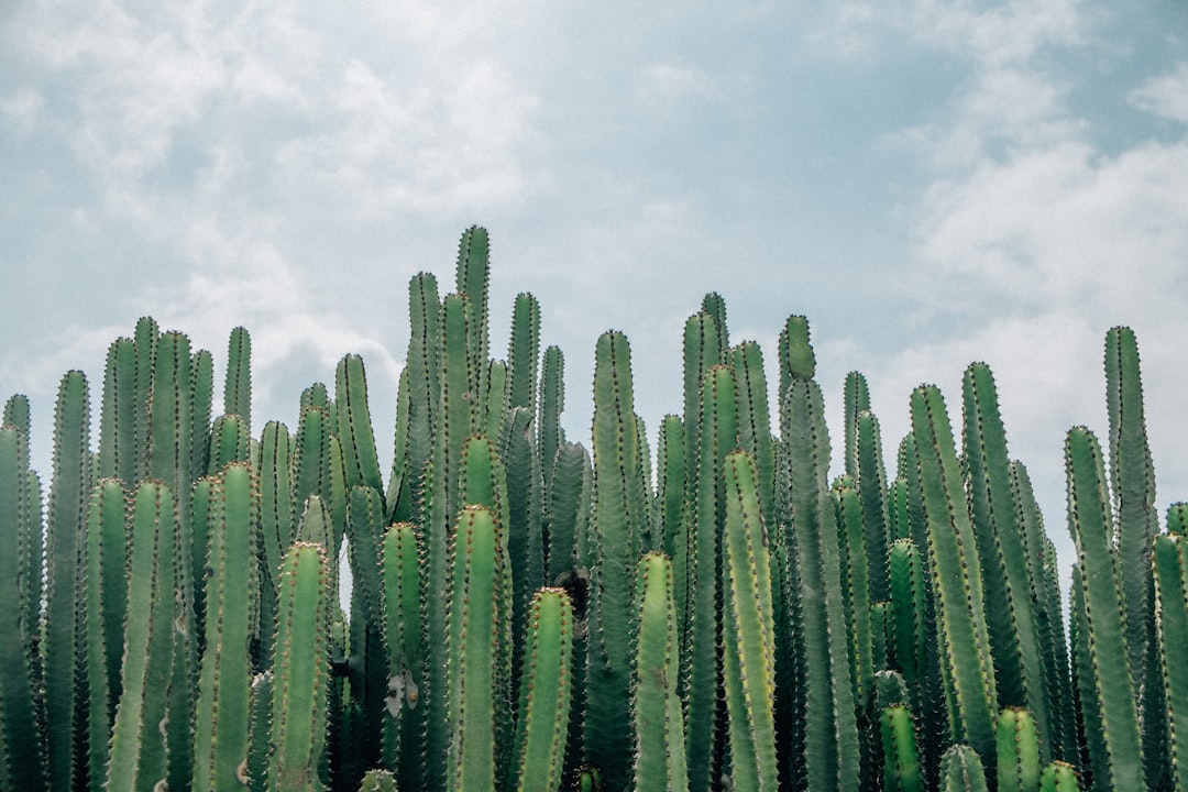 Cactus Species That Thrive Indoors