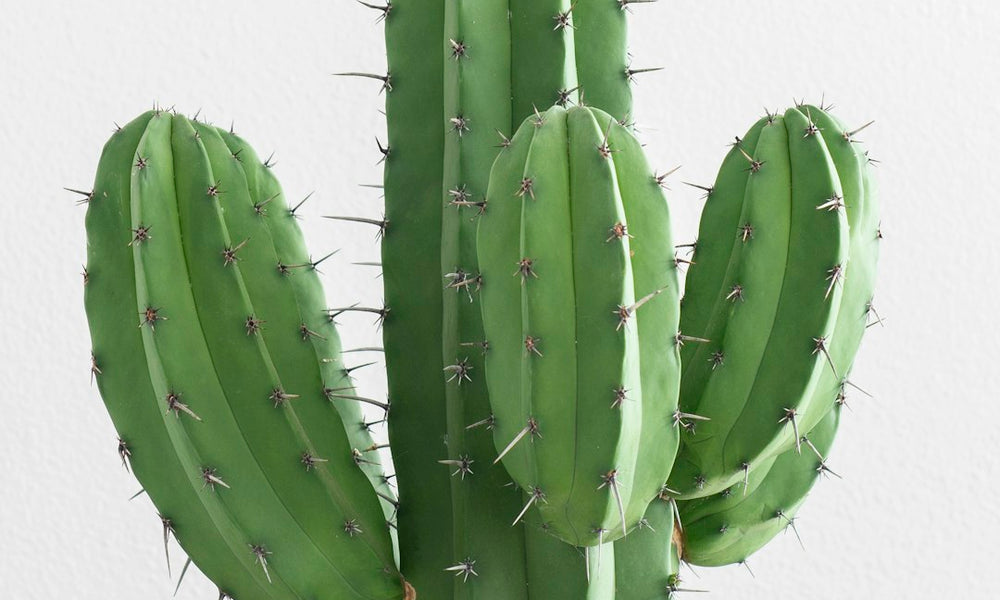 Transform Your Home with Cacti: A Guide to Stylish and Low-Maintenance Décor