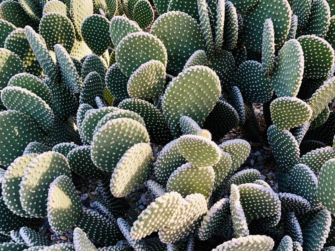The Symbolism of Cacti in Different Cultures