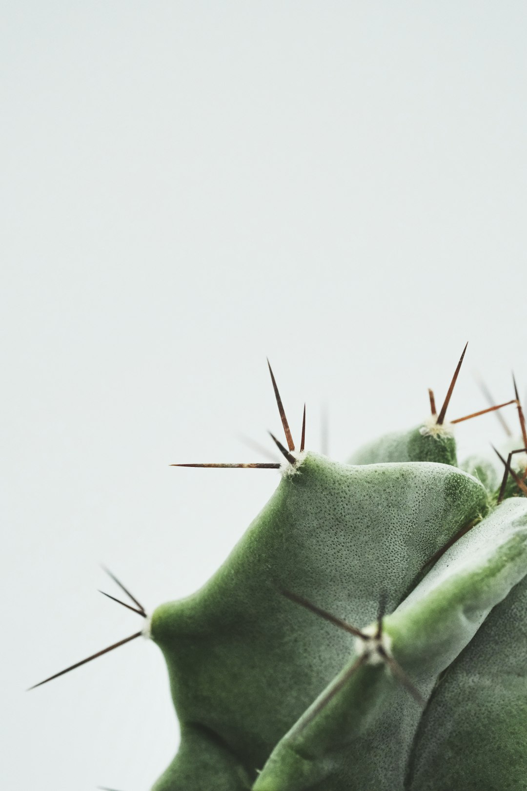 Caring for Rare Cactus Varieties: A Guide to Nurturing Your Special Plants