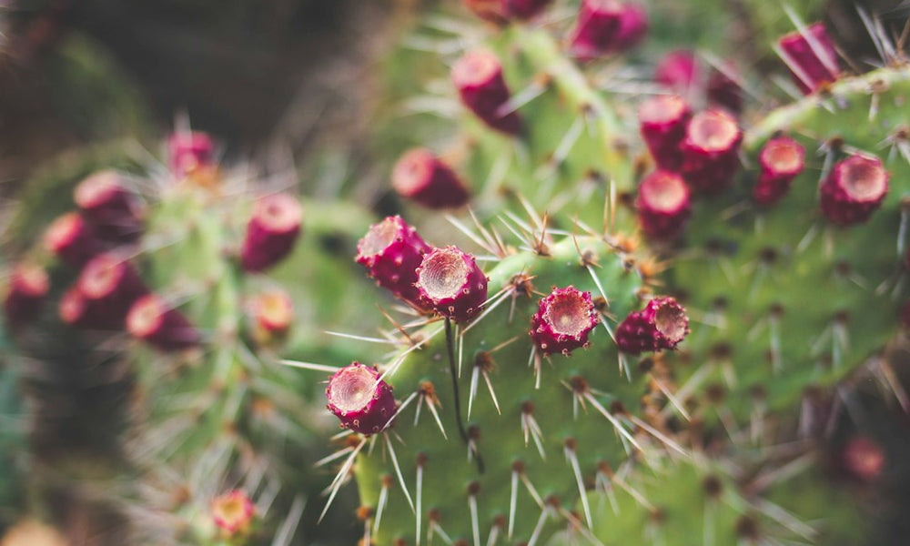 The Fascinating World of Cactus Flowers